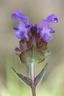 Großblütige Braunelle, Prunella grandiflora, 23.09.2007