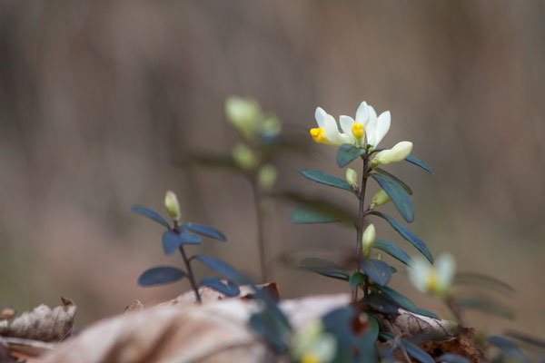 Buchsblättriges Kreuzblümchen, Polgala chamaebuxus, 06.01.2016