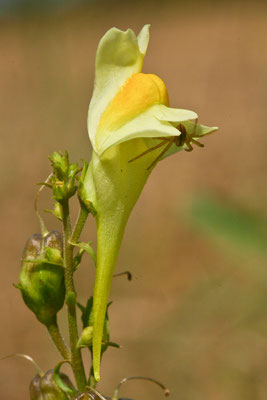 Leinkraut, Linaria vulgaris, 13.08.2005