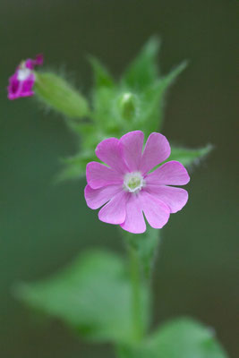 Rote Lichtnelke, Silene dioica, Morgenbachtal, 03.06.2011