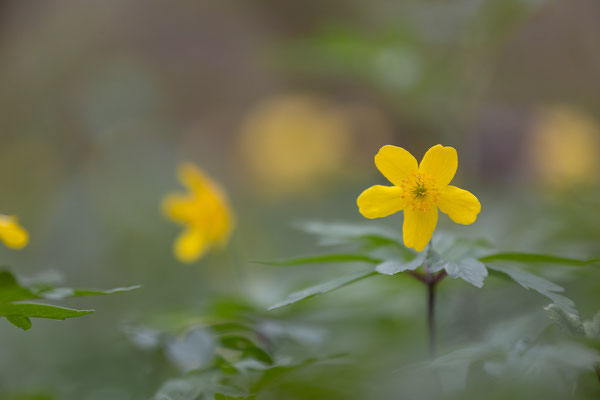 Anemone ranunculoides, 17.04.2025