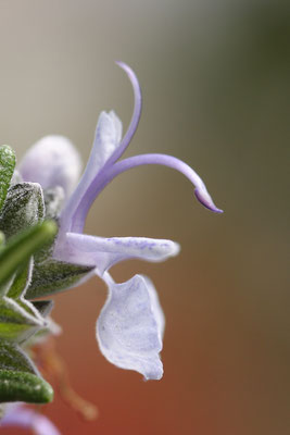 Rosmarinus officinalis, 27.04.2008