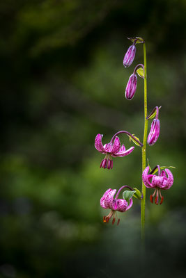 Türkenbundlilie, Lilium martagon, Dolomiten, 17.07.2021
