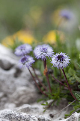 Nacktstängelige Kugelblume, Globularia nudicaulis, Sextener Dolomiten, 01.07.2011