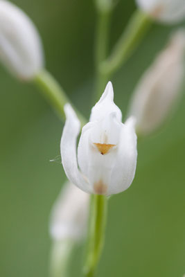 Schwertblättriges Waldvögelein, Cephalanthera longifolia, Platte, 27.05.2012