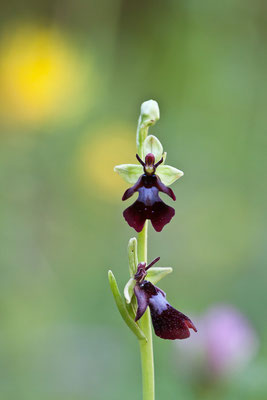 Fliegenragwurz, Ophrys insectifera, Innichen, 29.06.2011