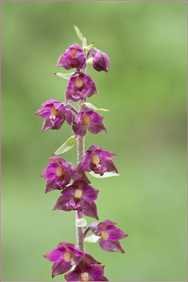 Braunroter Sitter, Epipactis atrorubens, Wimbachtal, 19.07.2009