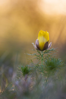 Fühlings-Adonisröschen, Adonis vernalis, Mainzer Sand, 11.04.2020