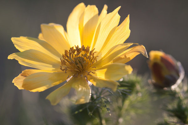 Fühlings-Adonisröschen, Adonis vernalis, Mainzer Sand, 01.04.2012