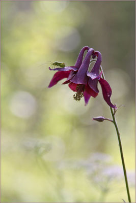 Schwarzviolette Ackelei, Aquilegia atrata, 23.07.2009