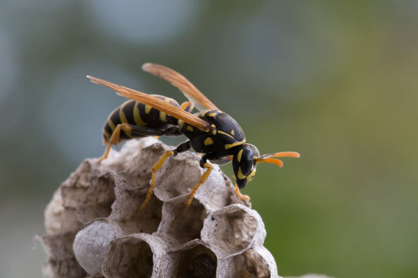 Feldwespe, Polistes spec., 03.06.2020