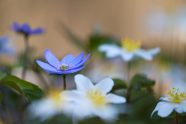 Hepatica nobilis, Leberblümchen, 28.03.2020