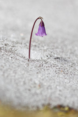 Alpenglöckchen, Soldanella alpina, Lasöeling-Höhenweg, 26.06.2011