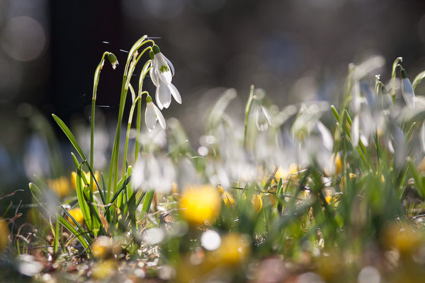 Schneeglöckchen, Galanthus nivalis, 03.02.2012