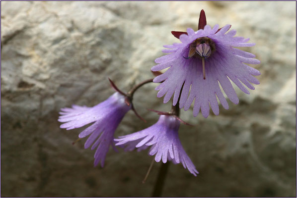 Alpenglöckchen, Soldanella alpina, 16.06.2006