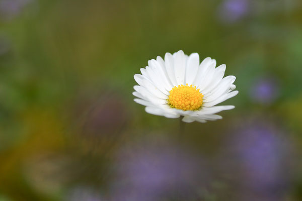 Bellis perennis, 01.05.2010