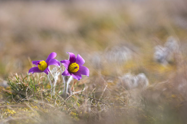 Kuhschelle, Pulsatilla vulgaris, 08.03.2020