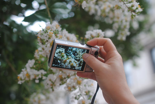 Peter takes photo of Hannah taking photo of crepe myrtle blossoms