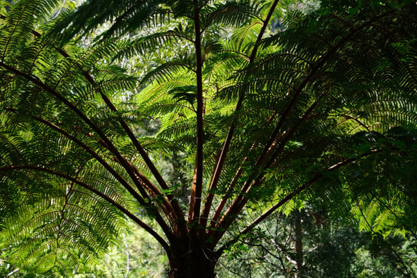 Forêt de Bélouve, La Réunion