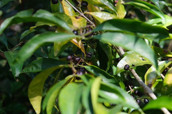Caféier au Jardin Mascarin, La Réunion