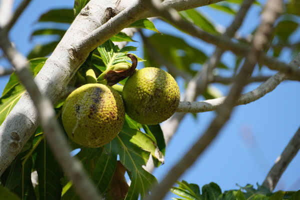 Arbre à pain au Jardin Mascarin, La Réunion