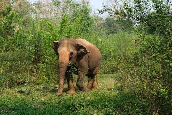 Eléphant à Elephant Haven, province de Kanchanaburi, Thaïlande