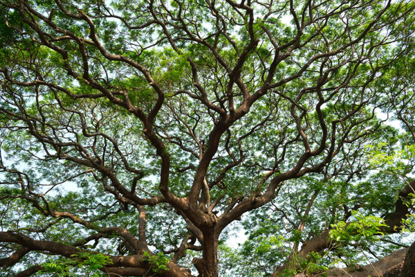 Giant Rain Tree, province de Kanchanaburi, Thaïlande