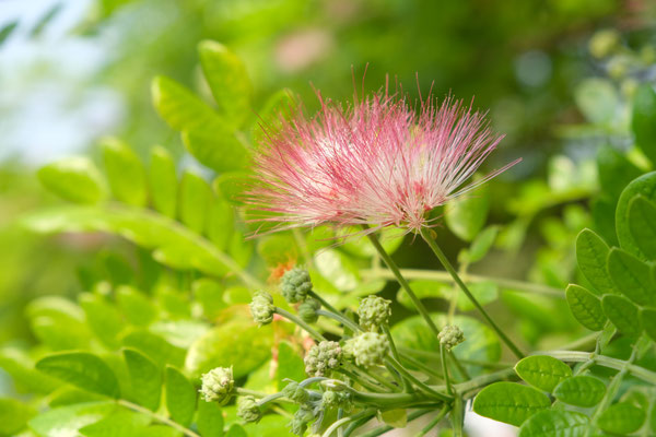 Giant Rain Tree, province de Kanchanaburi, Thaïlande