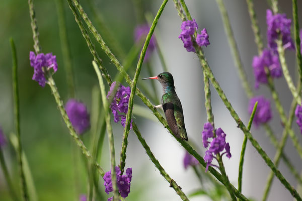 Colibri, Costa Rica