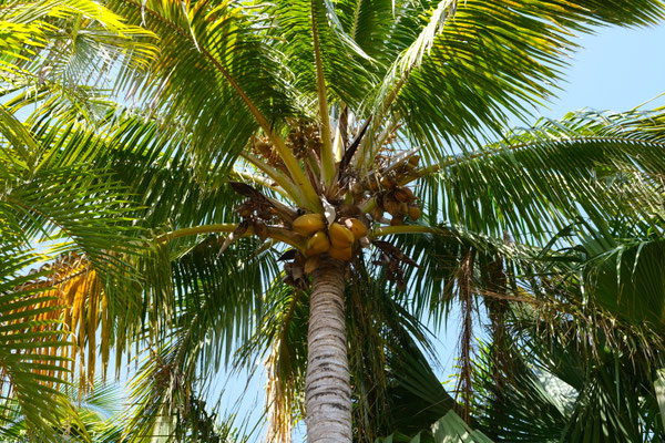 Palmier au Jardin Mascarin, La Réunion