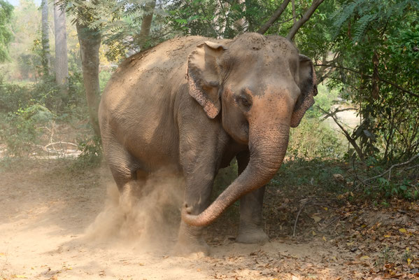 Eléphant à Elephant Haven, province de Kanchanaburi, Thaïlande
