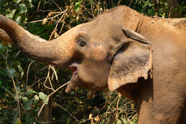 Eléphant à Elephant Haven, province de Kanchanaburi, Thaïlande