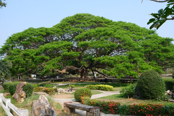 Giant Rain Tree, province de Kanchanaburi, Thaïlande