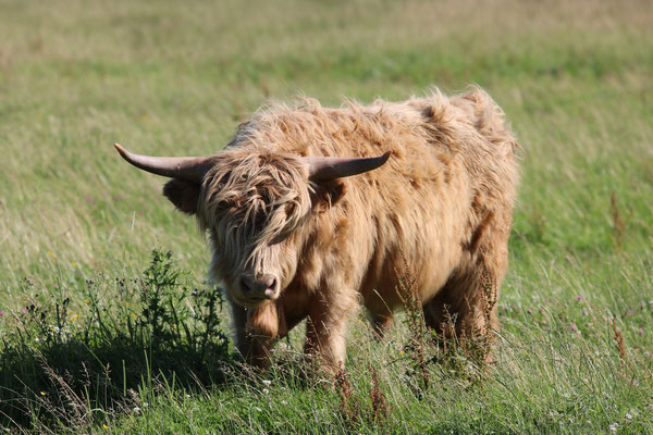 Baie de Somme, Highland Cattle
