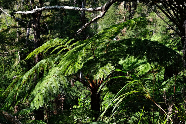 Forêt de Bélouve, La Réunion