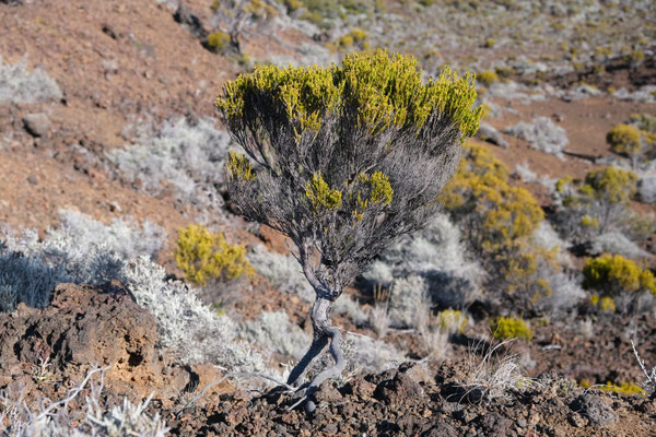 Plaine des Sables, La Réunion