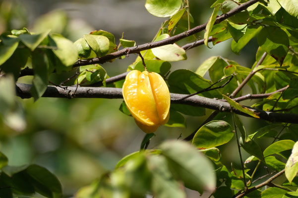 Carambolier au Jardin Mascarin, La Réunion