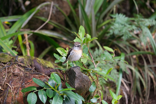 Forêt de Bélouve, La Réunion