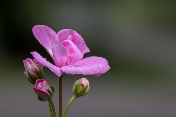 Geranienblüte (Stack aus 36 Einzelbildern, Z6 + MCZ105/2.8VRS, f7.1, 1/25s, ISO100)