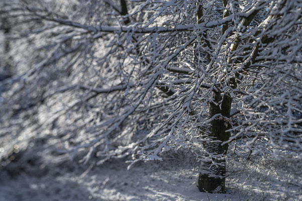 Verschneit
