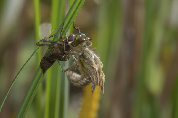 Vierfleck zieht den Hinterleib aus der Larvenhaut