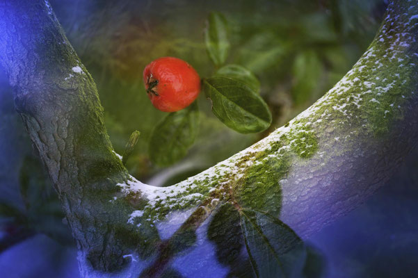 Februar 2026: Garten im Winter (Doppelbelichtung)