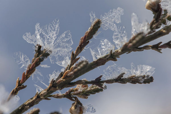 März 2026: Schneekristalle (Stack aus 21 Einzelbildern)