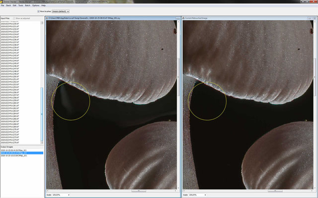 Zerene: Derselbe Vergleich wie vorher, allerdings in 100% Zoomansicht. Links sind deutlich die Artefakte zu erkennen.