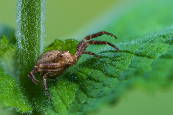 Krabbenspinne (Stack aus 50 Einzelbildern, Z6 + MCZ105/2.8VRS, f6.3, 1/125s, ISO200, leichter Crop)