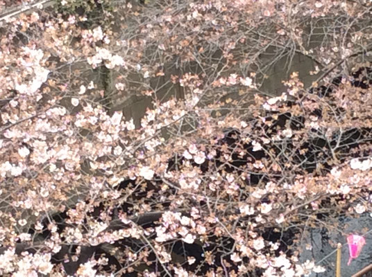 中目黒の桜です。sioux&lily