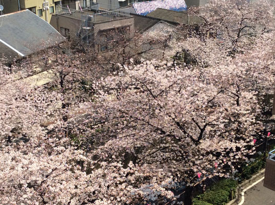 中目黒の桜、そろそろ満開かな～　sioux&lily(ｽｰ＆ﾘﾘｰ）小さな雑貨屋です。