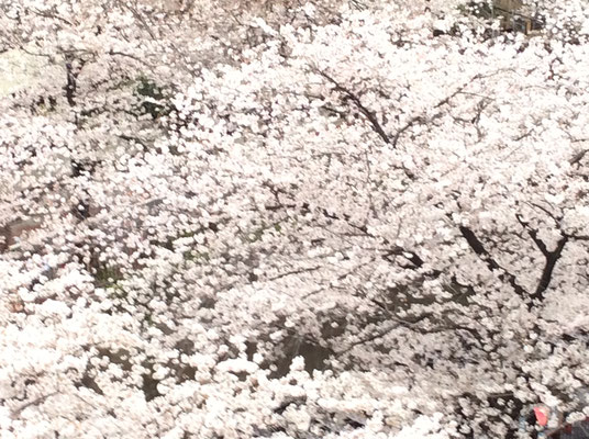 目黒川の桜、満開です。sioux&lily小さな雑貨屋です。