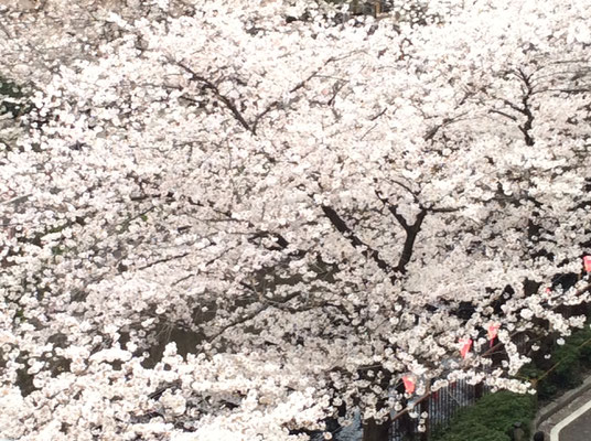 目黒川の桜、満開です。sioux&lily小さな雑貨屋