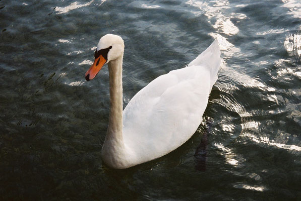See 8 - Schwan  (01)